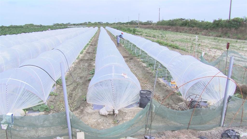 寒流來襲低溫探7度 農民展開防寒大作戰