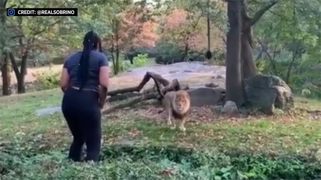 美國大媽跨越圍欄「邀獅共舞」 動物園遊客全看傻眼
