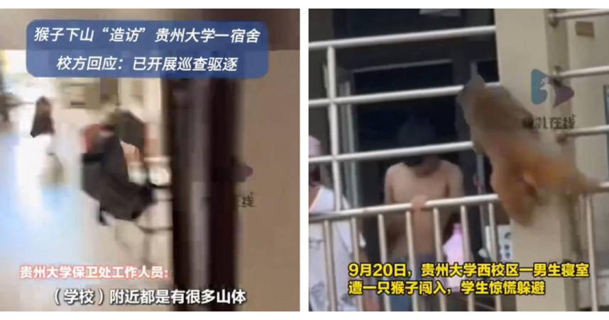 猴子大啖麵包喝奶茶！悠哉現身貴大男宿找宵夜　比學生還熟門熟路