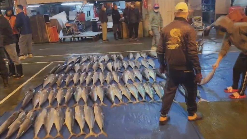 白金入網！澎湖漁船捕獲1200尾土魠　拍賣300多萬