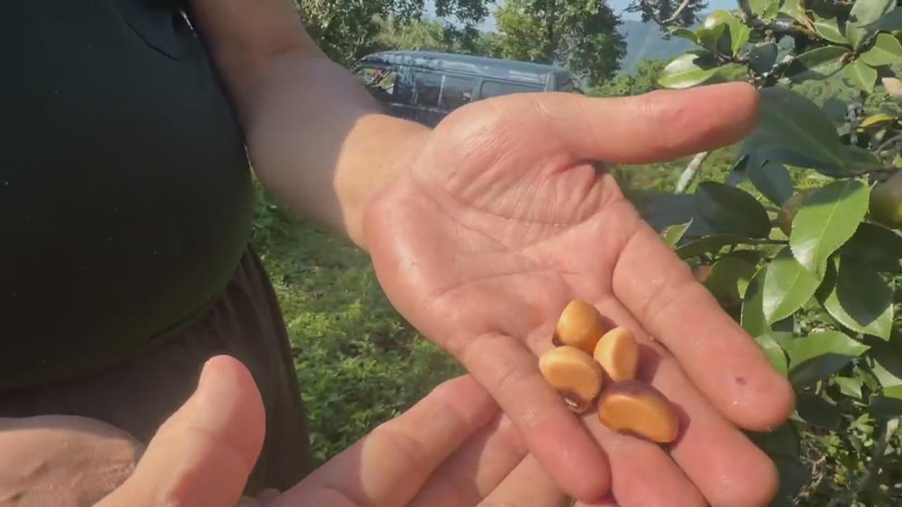 致癌油混充「中國劣質苦茶籽」　阿里山自採自榨好油無辜受牽連