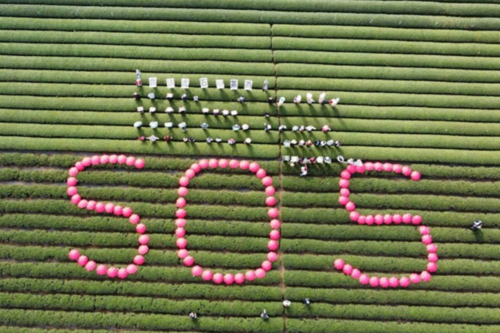 名間茶園驚見「SOS」反對興建焚化爐 南投縣府盼溝通達雙贏