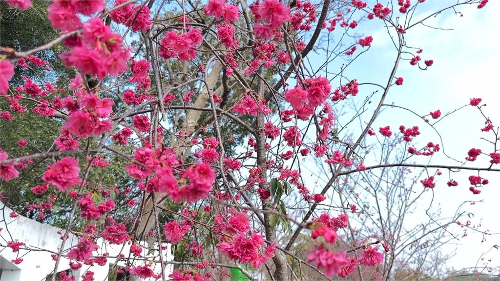 彰化500棵李花+400棵八重櫻綻放　雲林炮仗花秘境吸睛