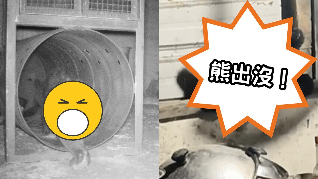 不只日本「熊出沒」！花蓮部落驚見「台灣黑熊」鑽窗覓食網嘆：太瘦了