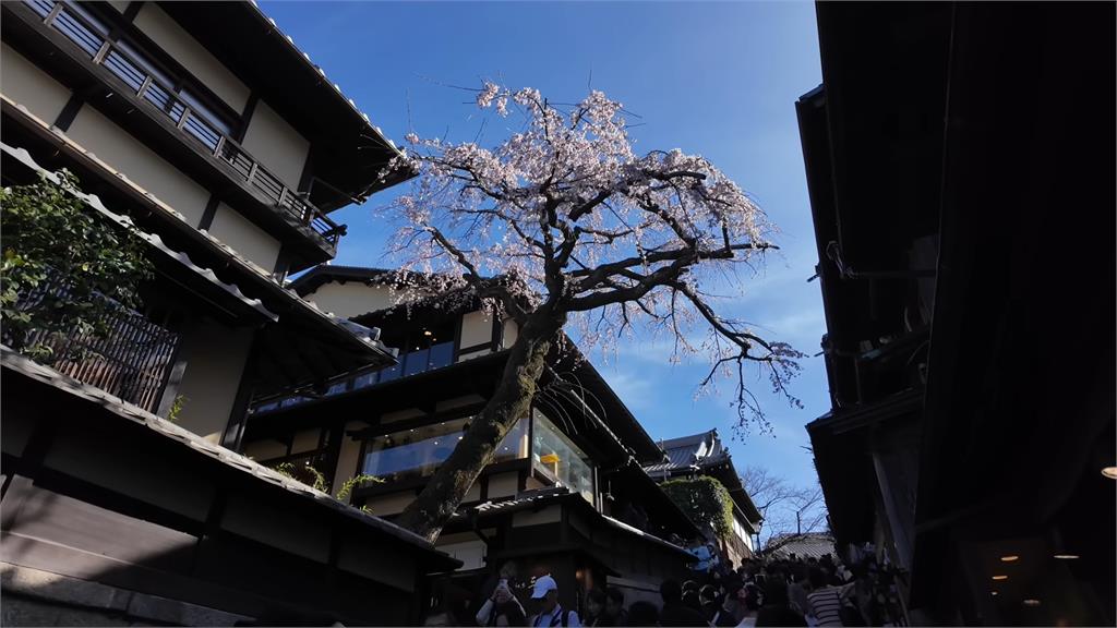 YTR去京都賞花「只看到一株」　爆滿觀光客讓他哀嘆：是賞櫻還是賞人
