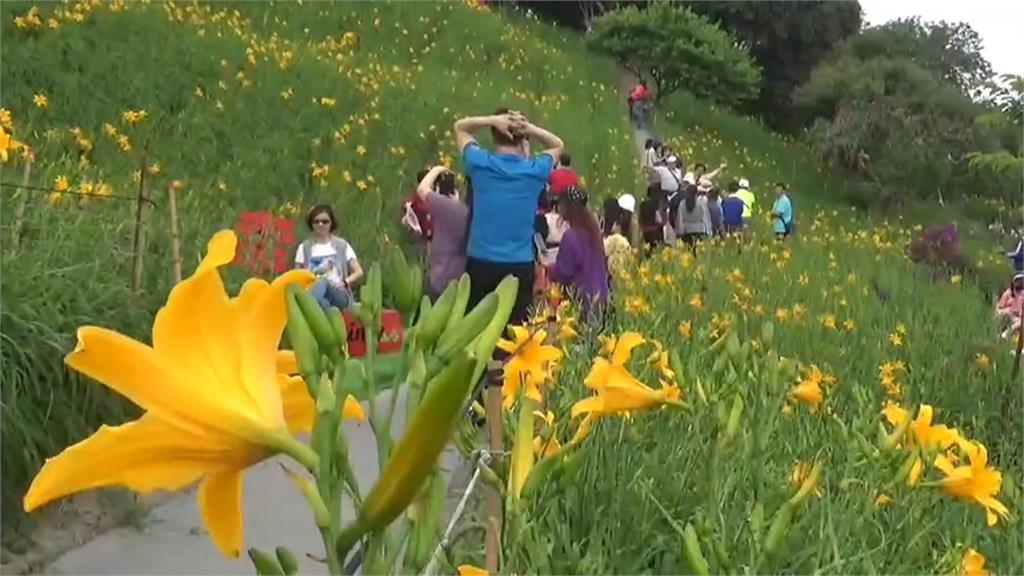 連假搶先賞花！花壇虎山巖金針花開　免門票、好停車遊客也來了