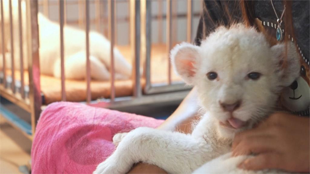 泰國圈養獅子數量暴增　專家警告：人跟動物都很危險