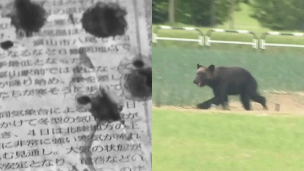 老夫妻凌晨送報遭熊「瘋狂撕咬」!恐怖瞬間曝光…30歲男「徒手揮拳」擊退