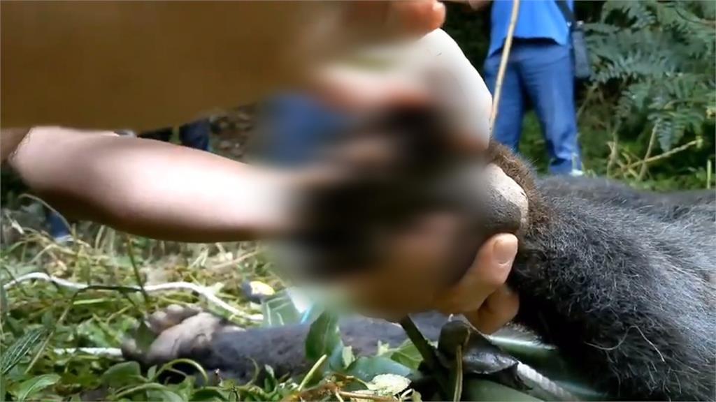 台東山區母熊遭套索夾傷受困 林管處即刻救援