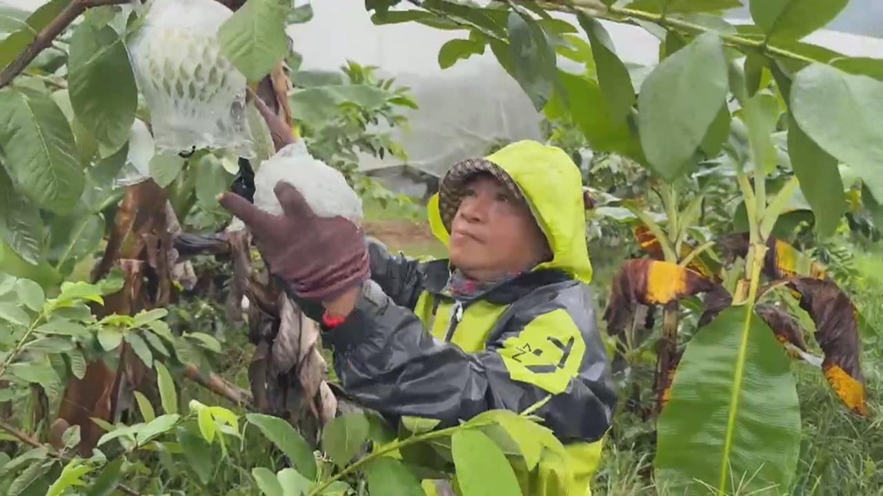 高雄山區雨狂炸! 農民忙搶收 逐戶撤離近2千人