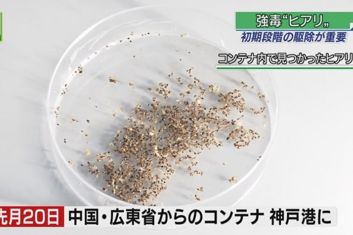 火蟻頻頻入侵日本  大阪港發現火蟻后