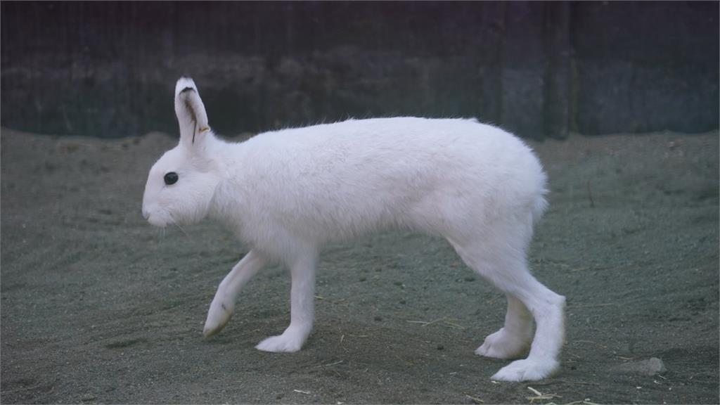 誰說兔子都短腿？北海道「白皙雪兔」仙氣逼人　網驚：腿太長了吧