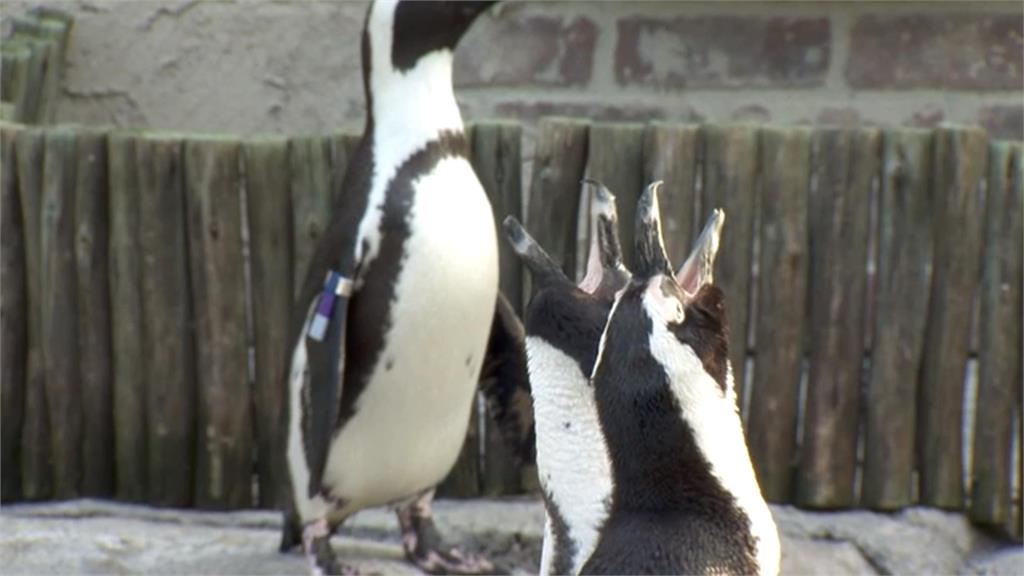 拯救瀕危「斑嘴環企鵝」　美動物園展開繁殖復育計畫