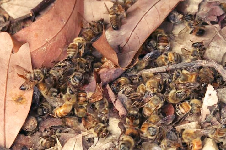 蜜蜂大量死亡！百香果授粉不佳歉收