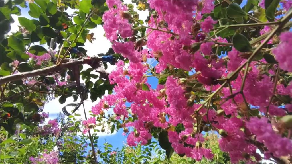 花海秘境美不勝收！　苗栗苑裡私人種植千株紫薇花園
