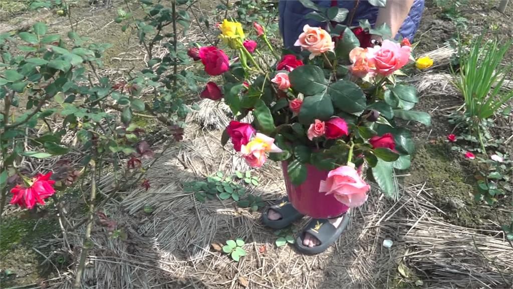 七夕一束玫瑰表心意 自助式花園傳遞幸福
