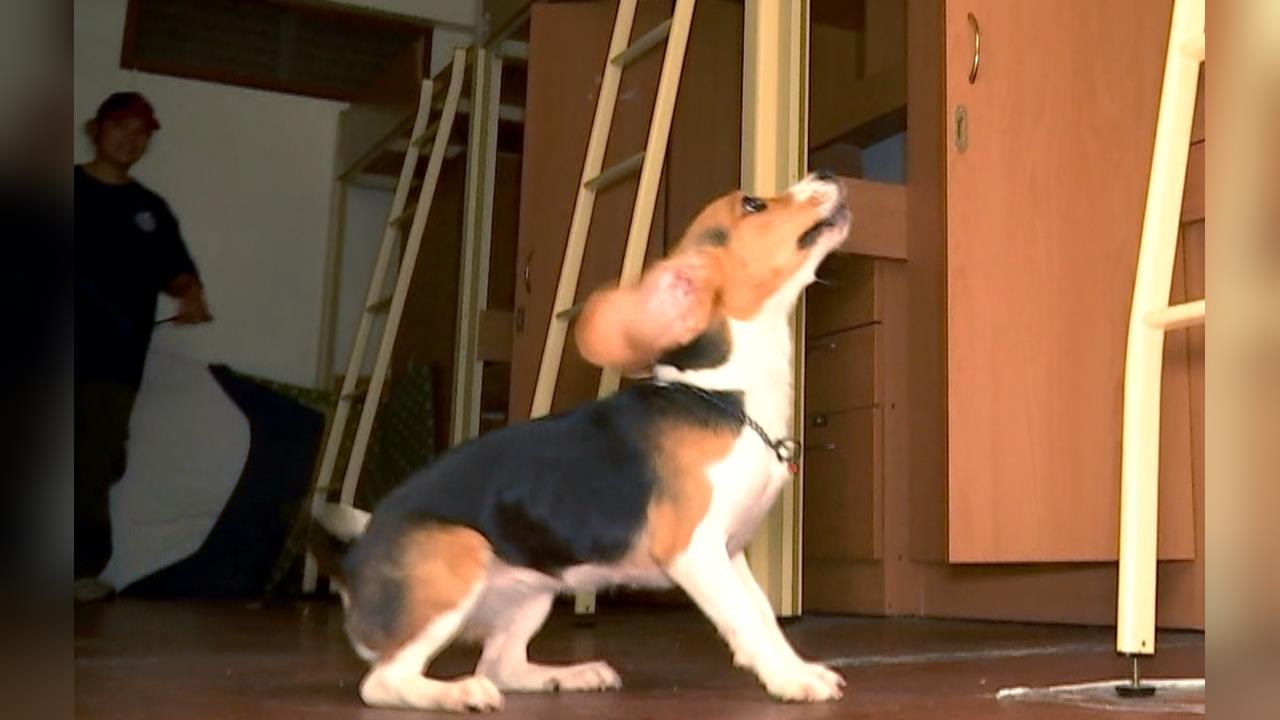 搜救犬隊「單犬搜索」密集訓練　11個月幼犬挑戰找出受困者