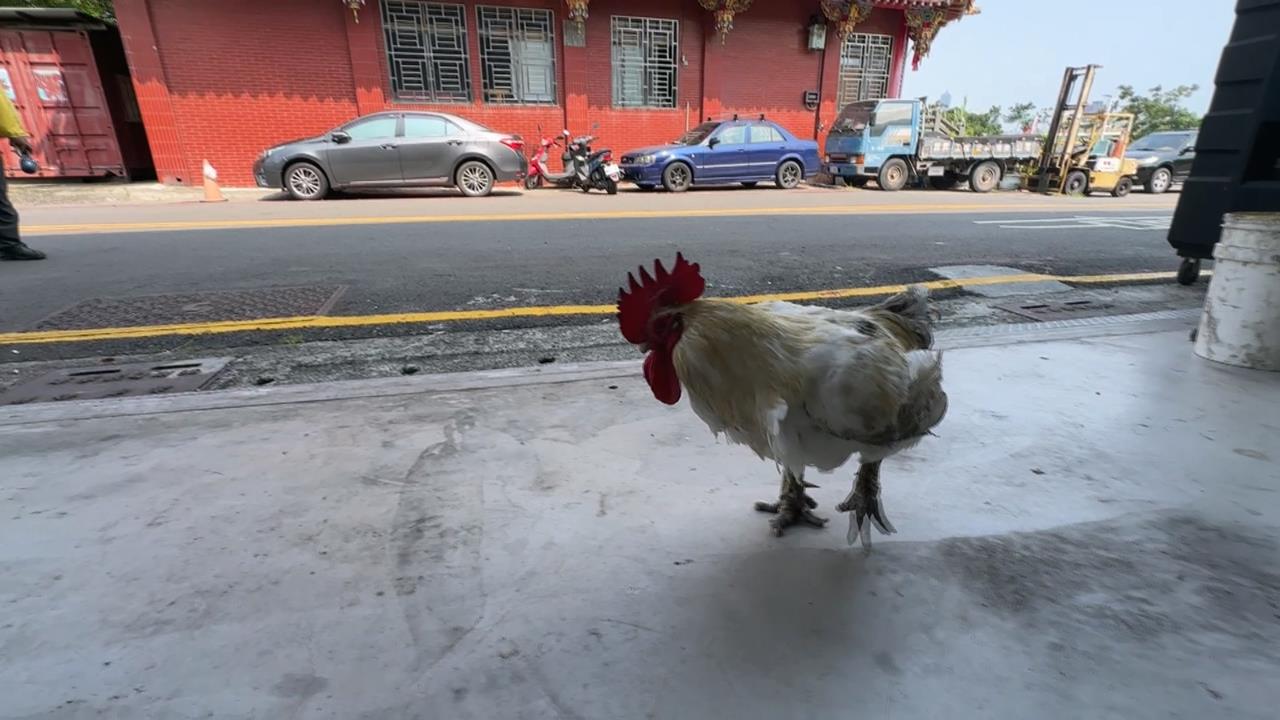 馬路動物逛大街　高雄騎士險撞「雞」、彰化鹿群竄出遭撞