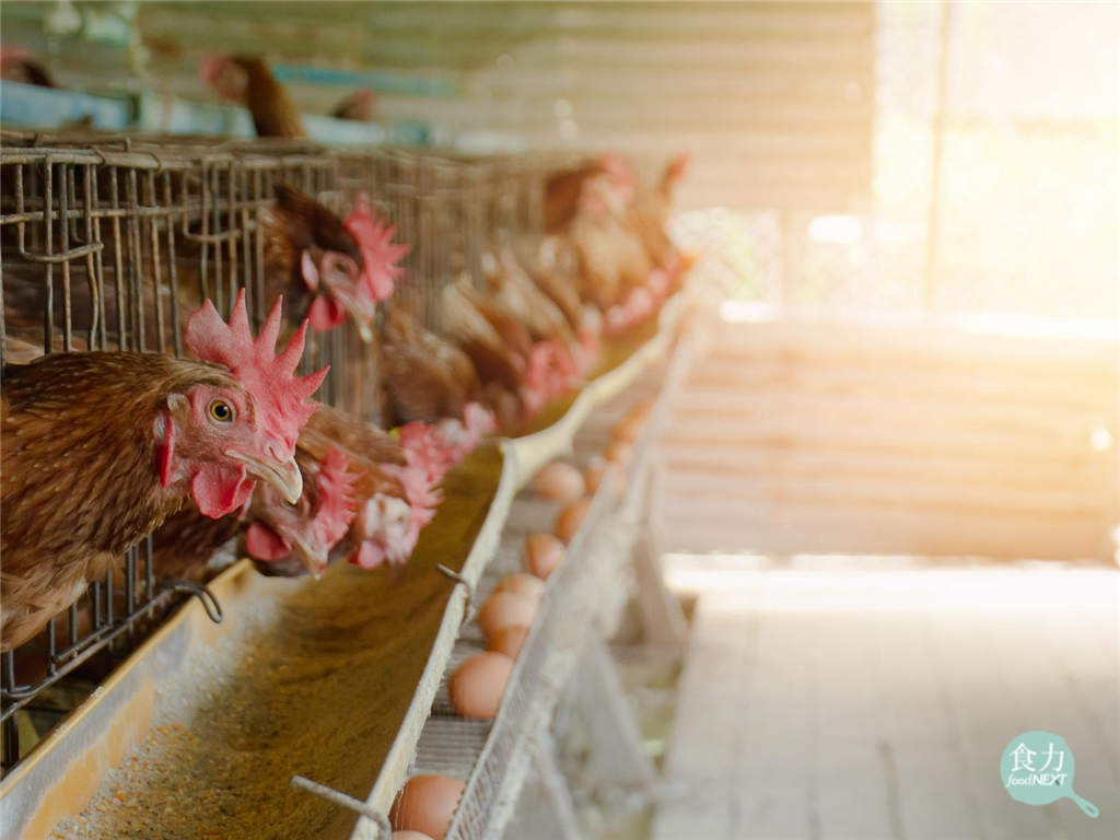 「C碼」雞蛋不安全?非籠飼蛋比較健康?10大雞蛋迷思一次破解!