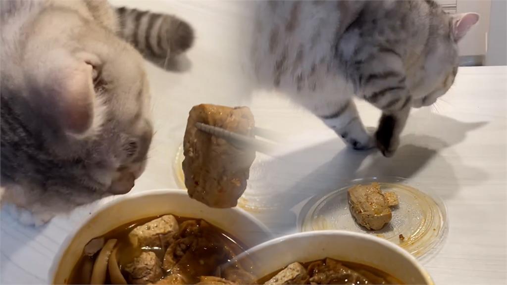 女給好奇貓臭豆腐　牠聞完下秒「埋沙動作」網笑：以為是便便？
