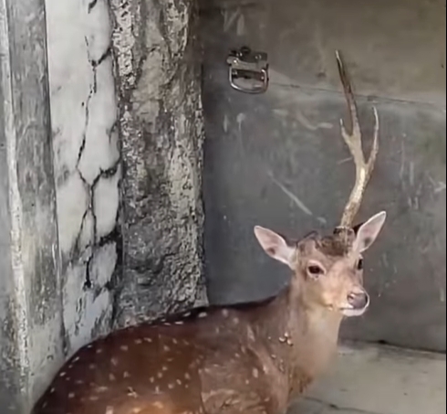 快新聞／梅花鹿變「獨角獸」是打架打輸了？　壽山動物園親曝原因喊「別擔心」