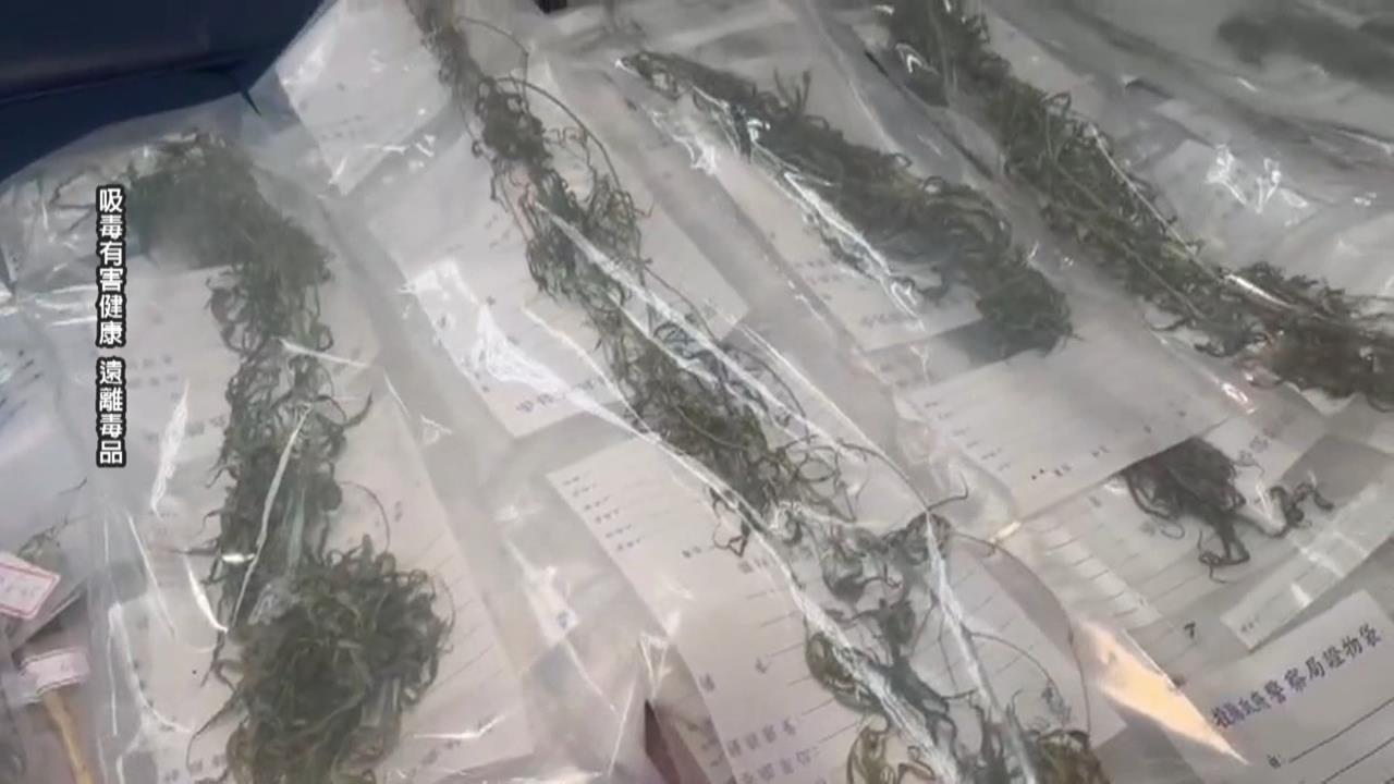 男子遭債主誘騙種大麻還債　警查獲大麻活株、涉案三嫌裁定收押