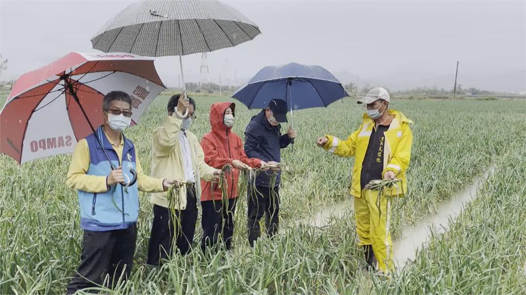 連綿大雨洋蔥出現病害　立委會勘關切