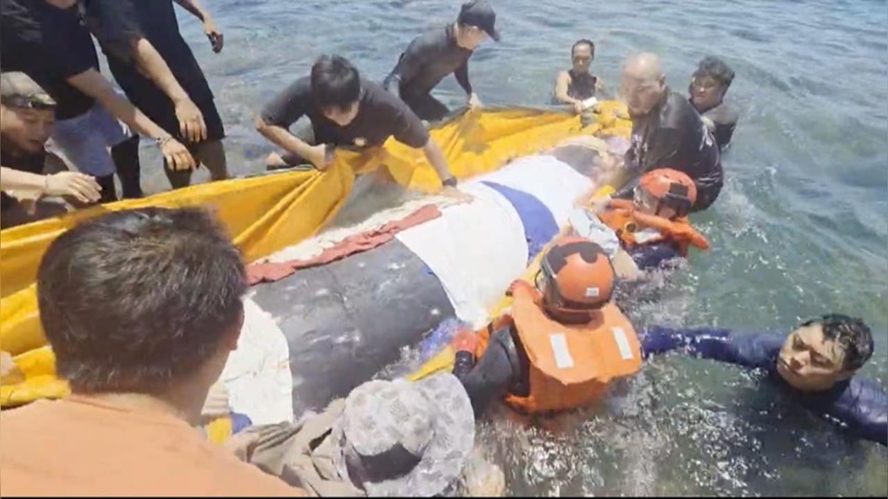 台東綠島及大武2鯨豚擱淺 其中「弗氏海豚」死亡送成大解剖