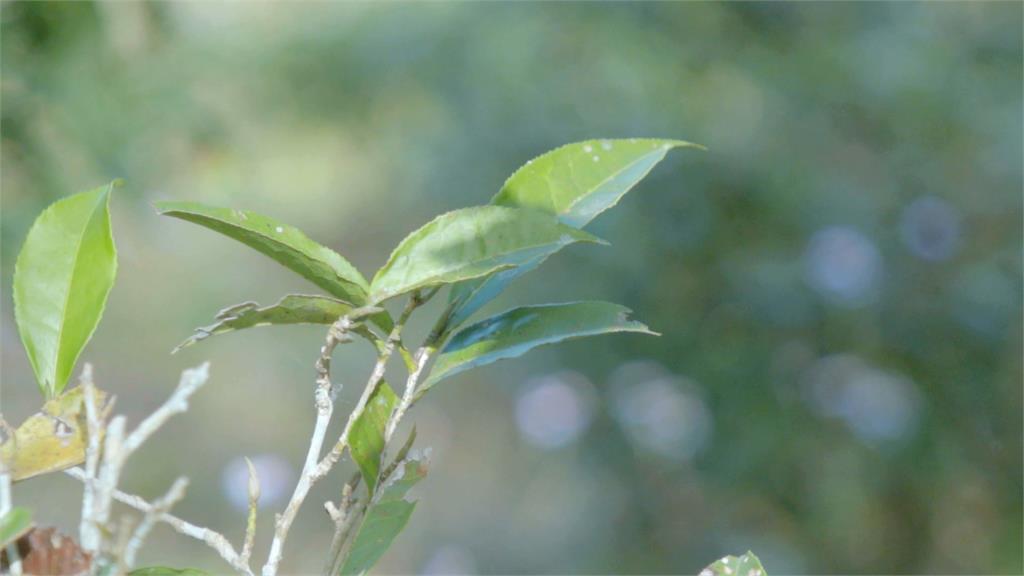 一品原始山茶香！台灣茶揚名全世界