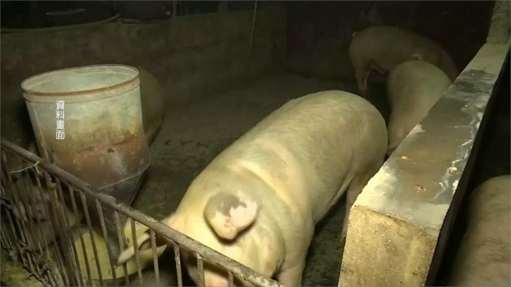 印尼爆發豬霍亂疫情！逾2萬7000頭豬隻死亡