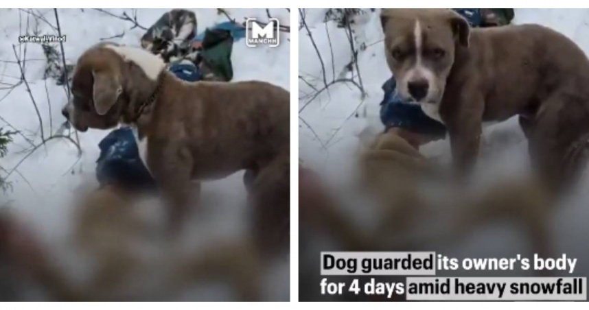 忠犬苦守雪地4天！少年山區凍斃　比特犬寸步不離惹鼻酸