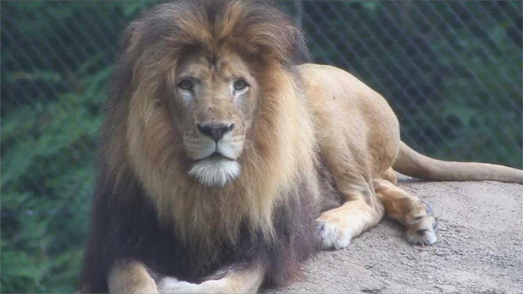 母獅咬死8年老伴 公獅頸部遭壓窒息而死