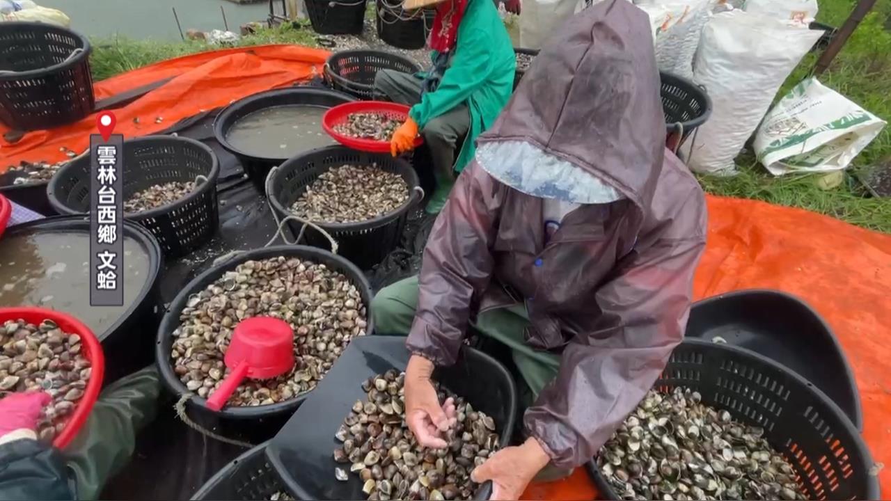 豪雨炸全台！衝擊雲林農漁業　農民緊急搶收心血