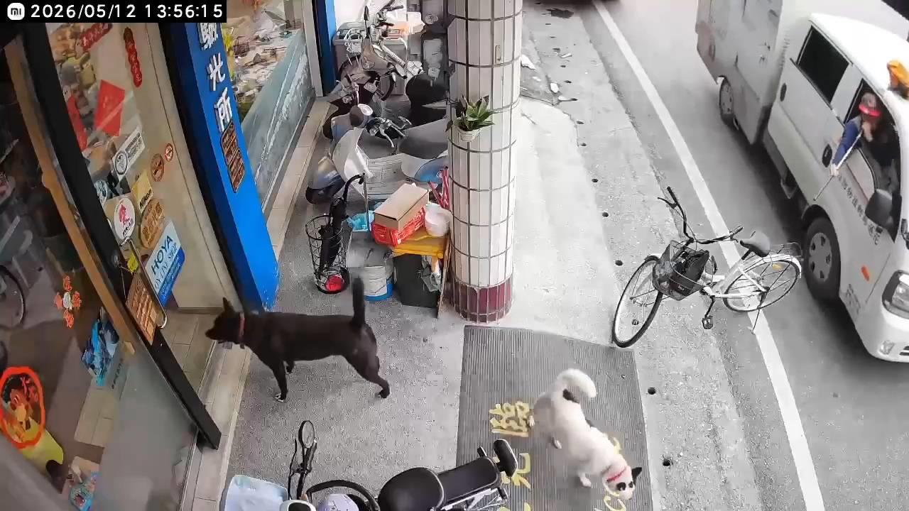 花蓮動保所被控粗暴抓狗? "動用吹箭"家犬險亡