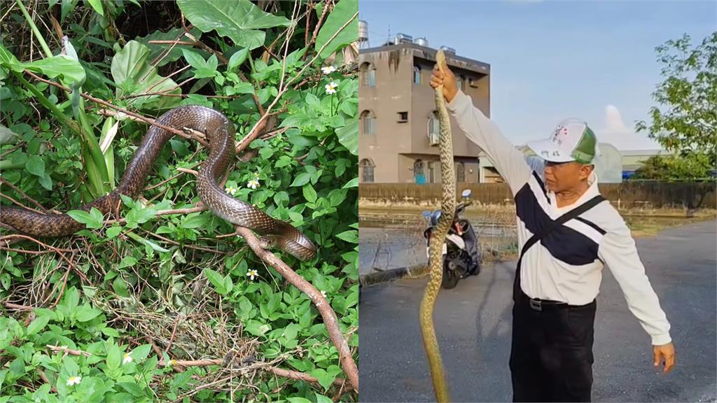 台南又見蛇影！2公尺巨蛇掉水溝險喪命…熱血里長神救援畫面曝