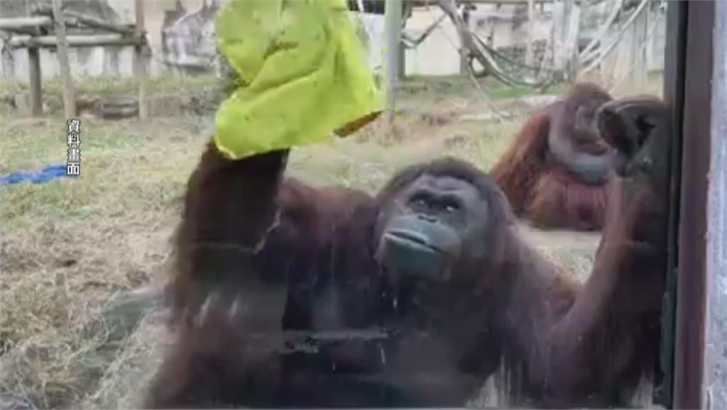 曾圈粉球后戴資穎　壽山動物園紅毛猩猩「咪咪」離世