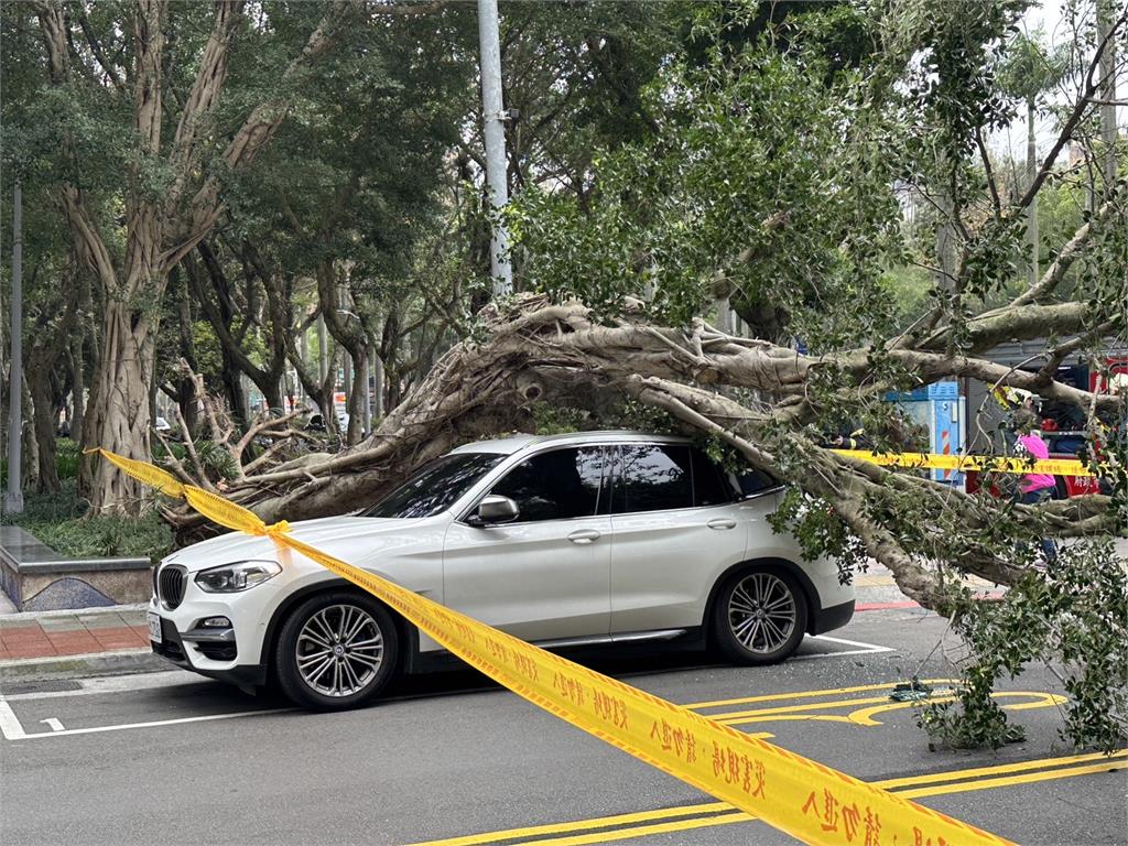 快新聞／嚇！北市仁愛路四段「大榕樹突倒塌」　BMW遭砸、1人送醫