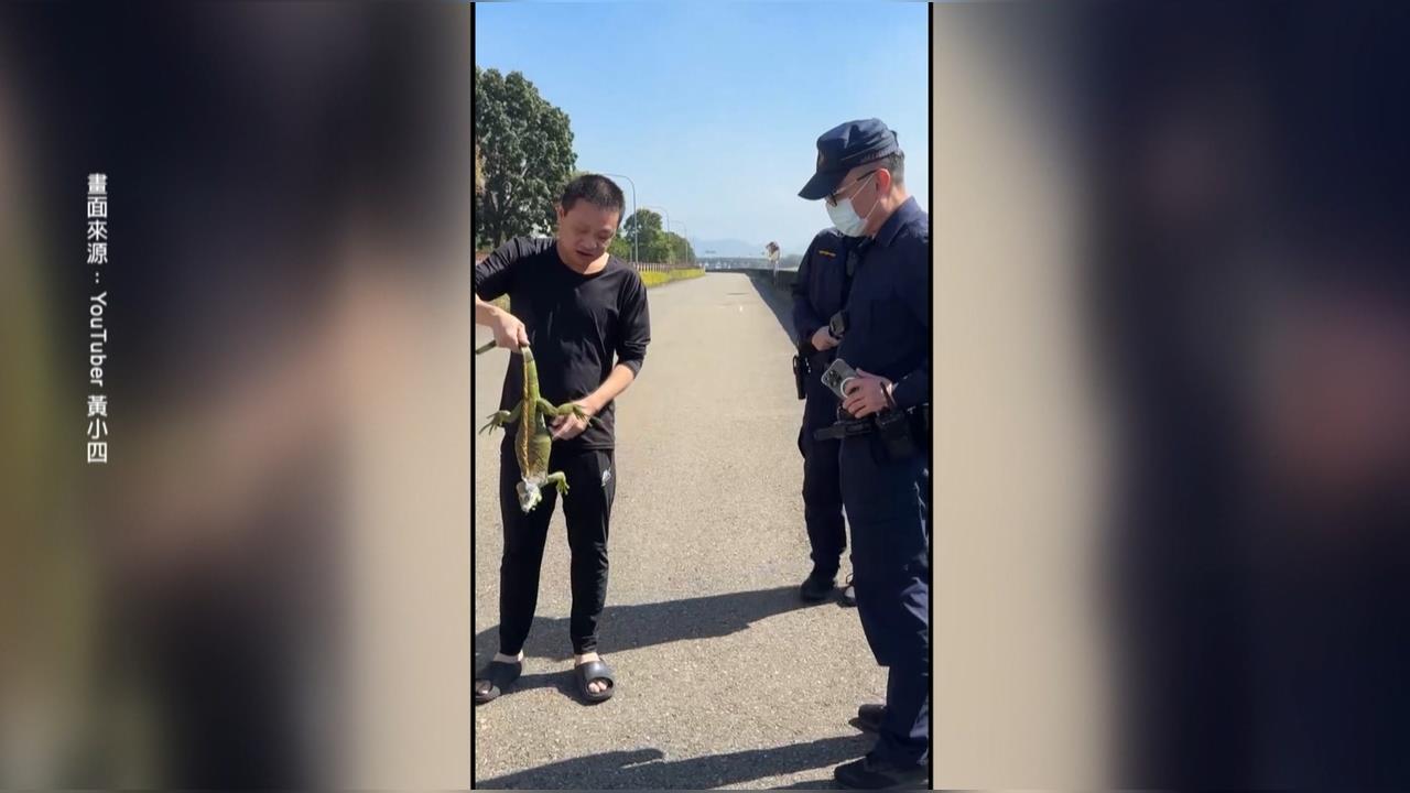 南投綠鬣蜥大街趴趴走　警獲報抓捕上演「你追我跑」