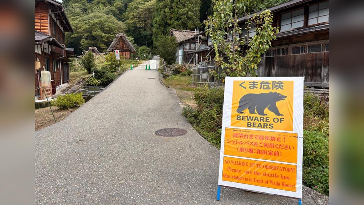 日本熊災遇到能活?他登山「只靠手腳」把熊打退網驚:敏捷+血條都超厚