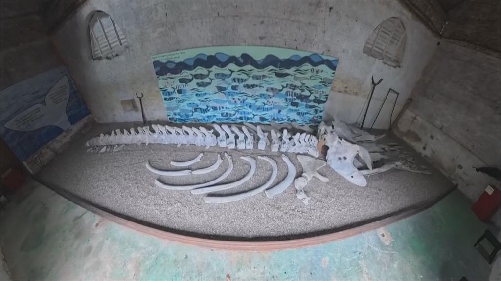 200年歷史鯨魚骸骨　莊園主人募資盼修復陳列博物館