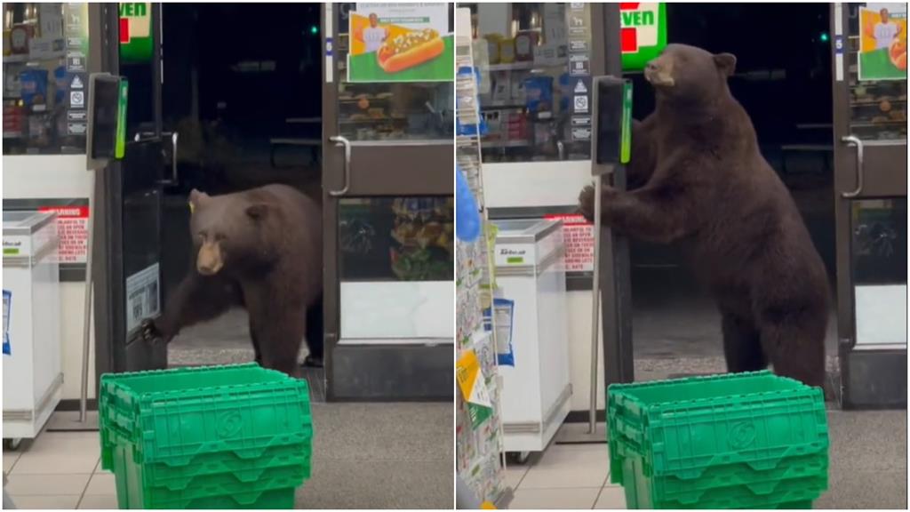 熊熊遇見妳！7－11驚見棕熊闖入「店員慘叫40秒」網笑翻：牠在找實聯制