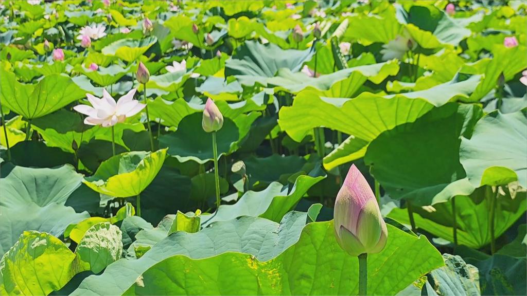 夏蓮盛開！　桃園蓮花季業主推「蓮子冰」　賞蓮又消暑