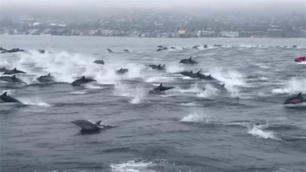 罕見壯觀景象！上百隻海豚跳出海面
