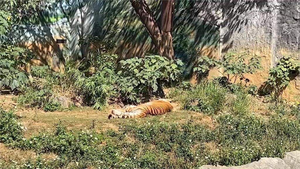 老虎「來福」病痛纏身　新竹動物園證實：去年已安樂死