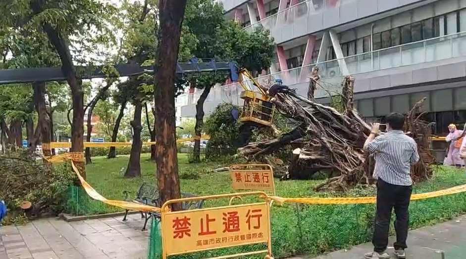 快新聞／瞬間風雨強襲高雄 鳳山行政中心旁大榕樹應聲倒下