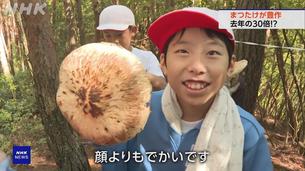 日本秋季松茸豐收30倍　「毒菇增加」頻傳誤食中毒