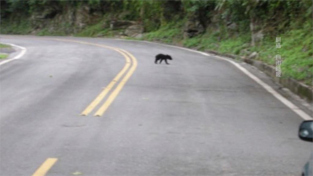小黑熊迷路逛大街 南安瀑布緊急封閉