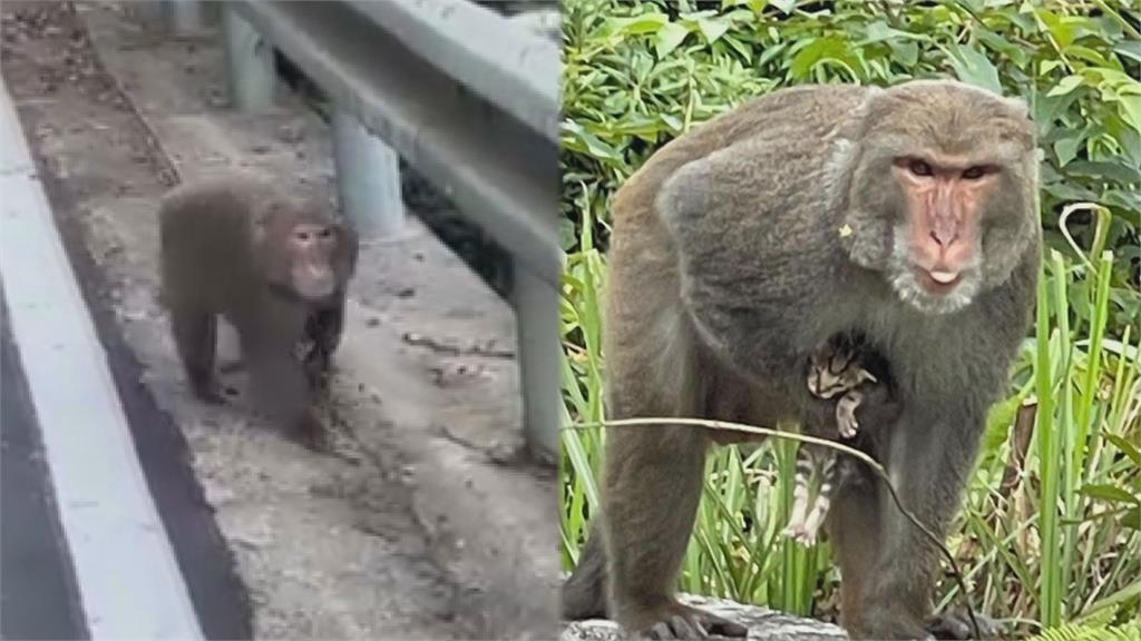 救救小奶貓！被新北獼猴俘虜「倒吊拖行餓3天」　網急喊：牠快不行了