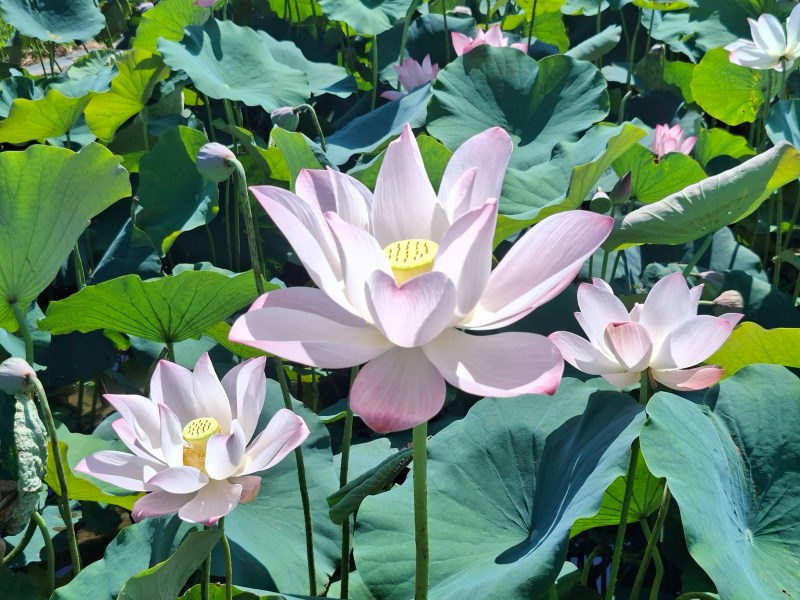 避開熱浪的消暑良方：台南白河五大賞荷秘境看這裡！