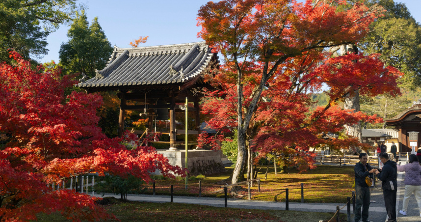 日本楓葉季恐延後! 專家曝「熱到11月」:櫻花季也可能縮短